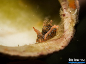 Psychedelic Batwing Slug ( Sagaminopteron Psychedelicum )... by Irwin Ang 
